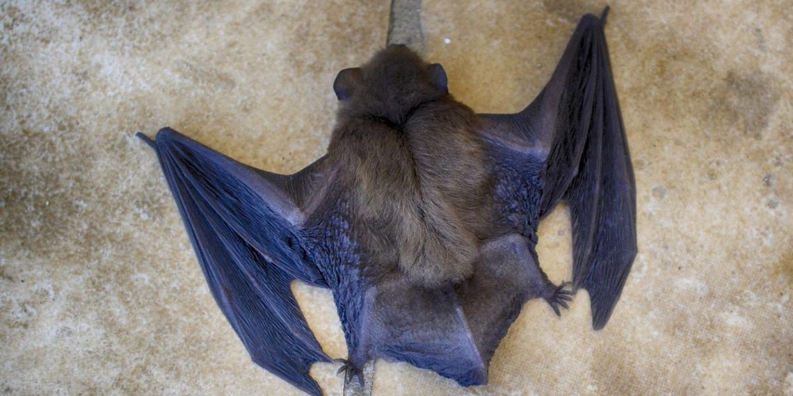 Val-de-Marne : La mort inexpliquée de 100 chauves-souris inquiète