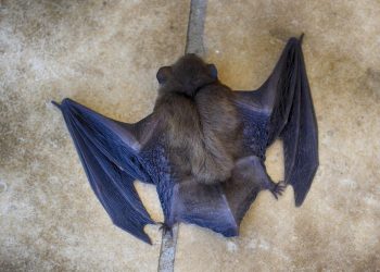 Val-de-Marne : La mort inexpliquée de 100 chauves-souris inquiète
