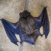 Val-de-Marne : La mort inexpliquée de 100 chauves-souris inquiète