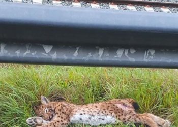 Doubs : Une femelle lynx encore tuée sur la route, les automobilistes appelés à ralentir