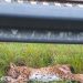 Doubs : Une femelle lynx encore tuée sur la route, les automobilistes appelés à ralentir