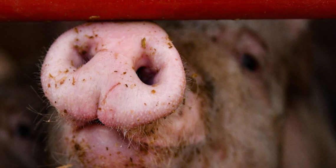 Manche : Une enquête ouverte après la découverte de centaines de porcs morts dans un élevage