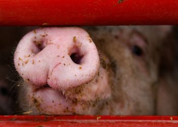 Manche : Une enquête ouverte après la découverte de centaines de porcs morts dans un élevage