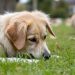 Gers : « Un bâton dans le rectum »… Un homme recherché activement pour avoir tué un chien