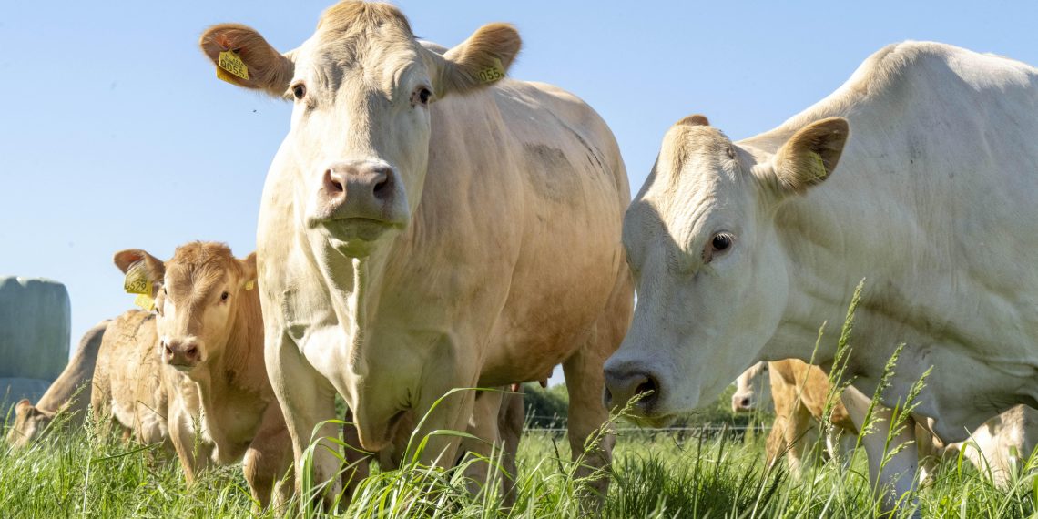 Élevage : l’épidémie de dermatose bovine maîtrisée