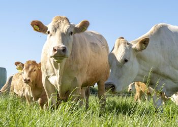 Élevage : l’épidémie de dermatose bovine maîtrisée