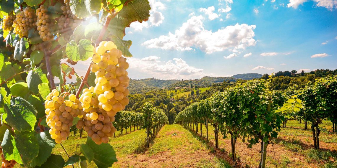 Rouges grisants, blancs éclatants… Notre sélection pour la Foire aux vins