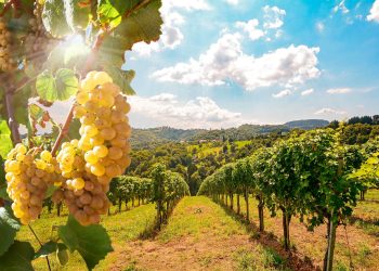 Rouges grisants, blancs éclatants… Notre sélection pour la Foire aux vins