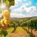 Rouges grisants, blancs éclatants… Notre sélection pour la Foire aux vins