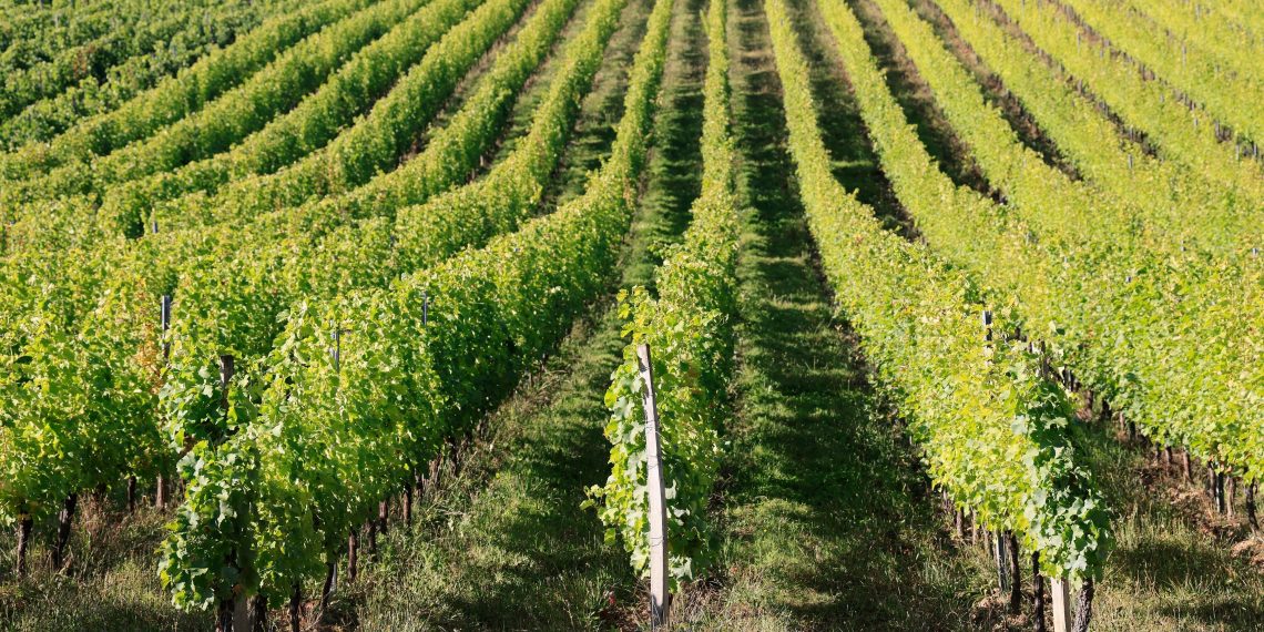 Foires aux vins : les producteurs surfent sur le blanc et le pétillant