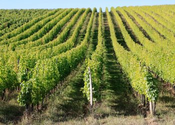 Foires aux vins : les producteurs surfent sur le blanc et le pétillant