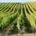 Foires aux vins : les producteurs surfent sur le blanc et le pétillant