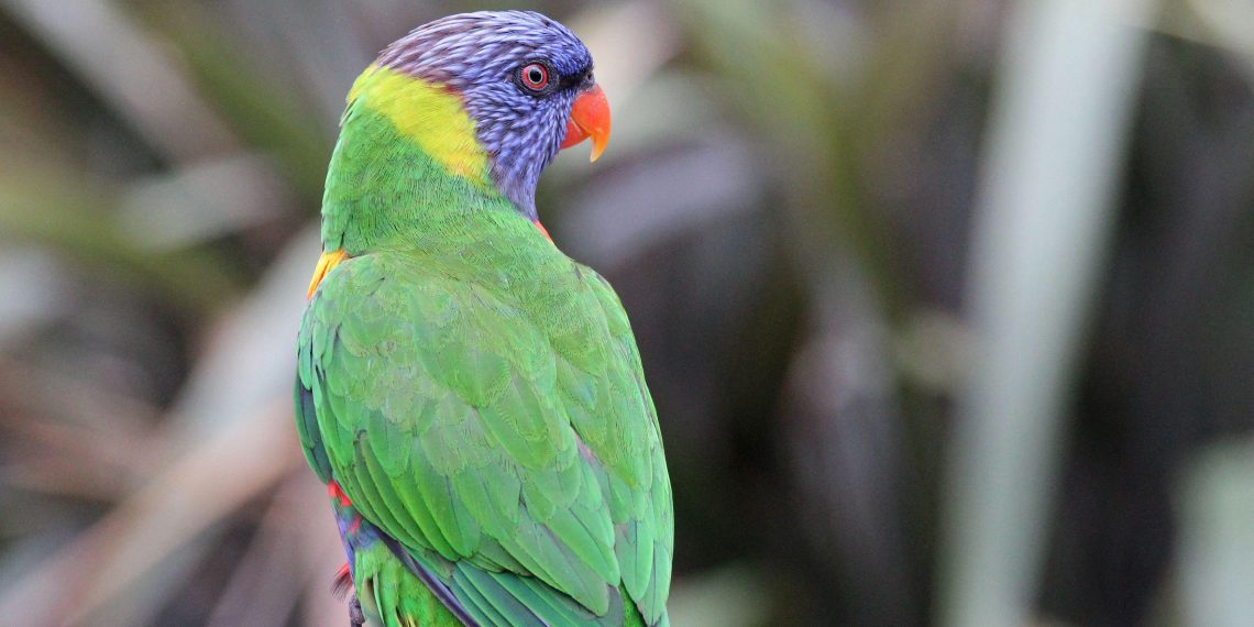 «Les Vulnérables» : le confinement vu par Sigrid Nunez… et un perroquet