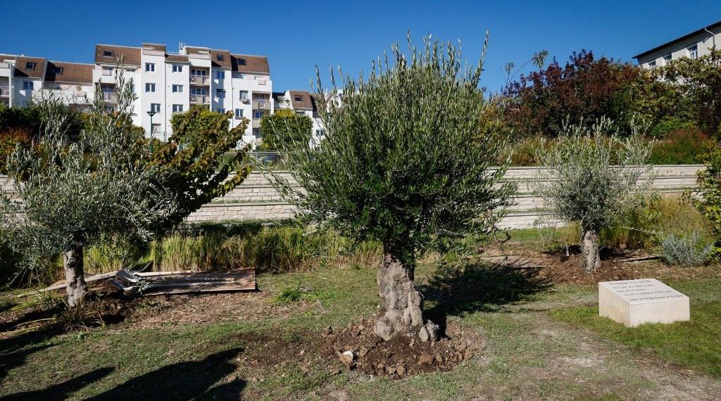 Menton : un nouvel olivier planté en mémoire d’Ilan Halimi de vandalisé