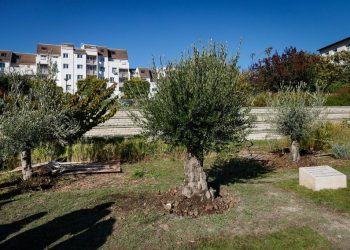 Menton : un nouvel olivier planté en mémoire d’Ilan Halimi de vandalisé