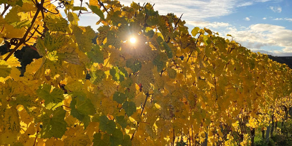«On est sur une superbe qualité» : les vins de Moselle signent leur meilleure année de récolte depuis trois ans