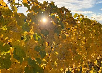 «On est sur une superbe qualité» : les vins de Moselle signent leur meilleure année de récolte depuis trois ans