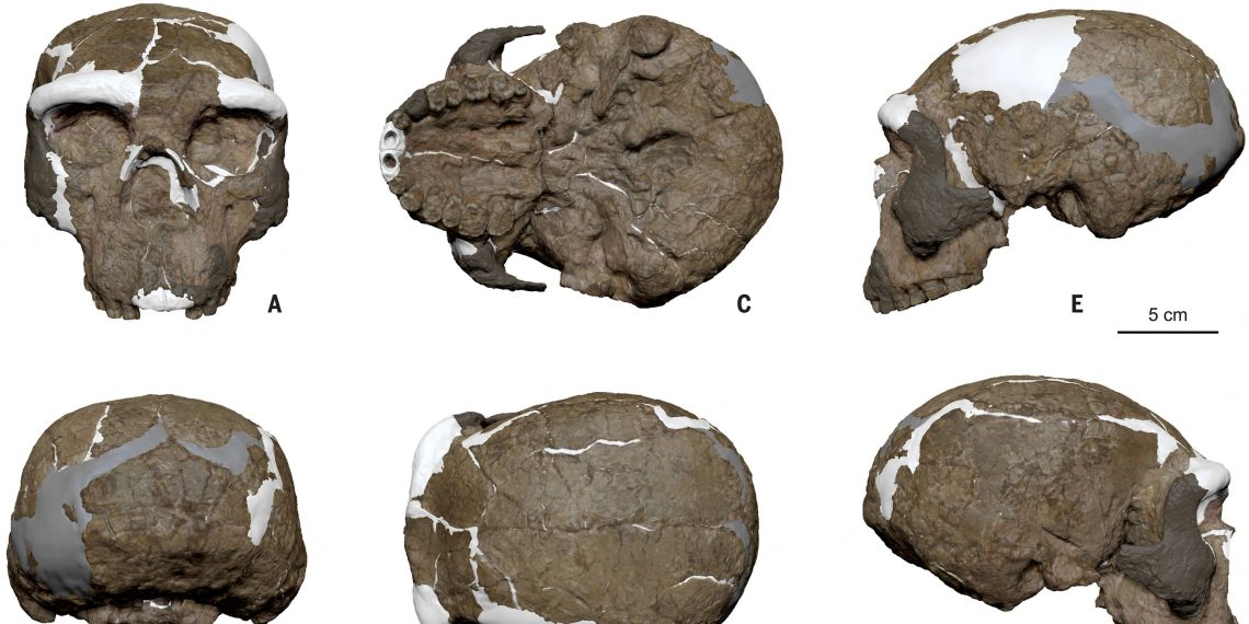 Chine : la découverte d’un crâne vieux d’un million d’années bouleverse les origines de l’Homo Sapiens