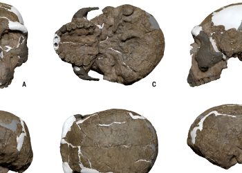 Chine : la découverte d’un crâne vieux d’un million d’années bouleverse les origines de l’Homo Sapiens