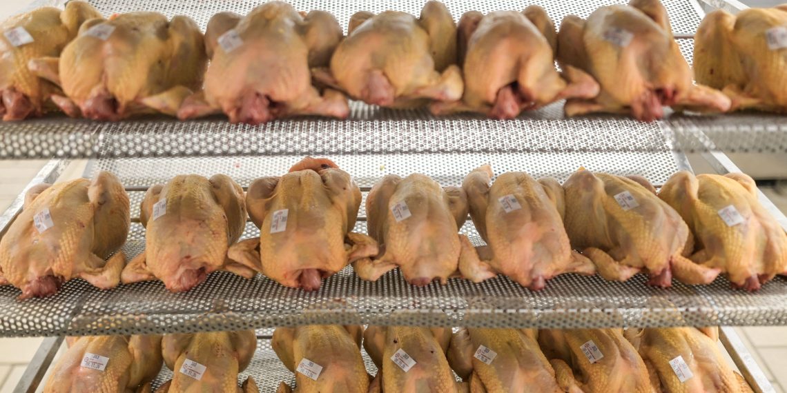 La grippe aviaire fait son retour : les Français auront-ils des volailles pour les fêtes de fin d’année ?