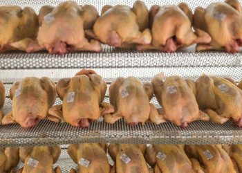 La grippe aviaire fait son retour : les Français auront-ils des volailles pour les fêtes de fin d’année ?