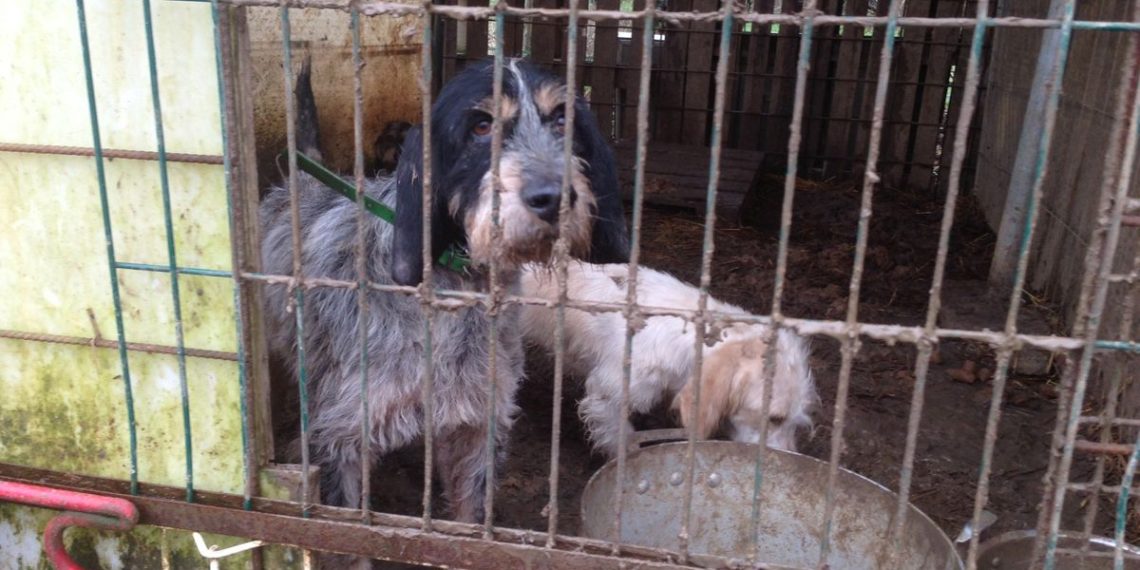 Sauvetage de 42 animaux maltraités dans le Maine-et-Loire