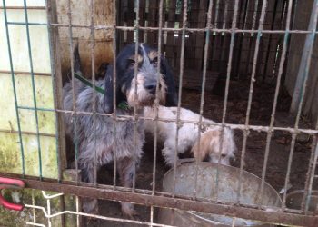 Sauvetage de 42 animaux maltraités dans le Maine-et-Loire