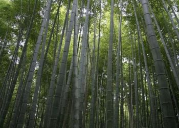Vienne : Des habitants s’opposent à un projet d’implantation de bambous