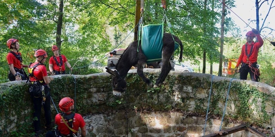 Allier : Les pompiers réalisent un sauvetage spectaculaire pour sauver un âne tombé dans un trou