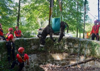 Allier : Les pompiers réalisent un sauvetage spectaculaire pour sauver un âne tombé dans un trou