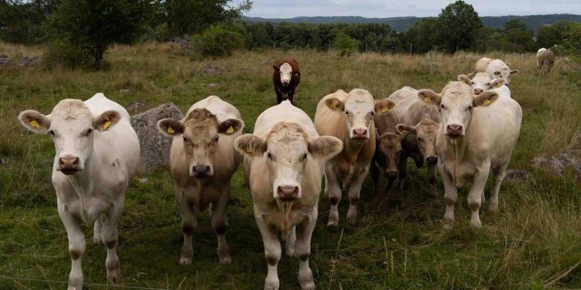 Royaume-Uni : Une femme attaquée mortellement par un troupeau de vaches alors qu’elle promenait son chien