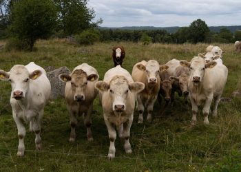 Royaume-Uni : Une femme attaquée mortellement par un troupeau de vaches alors qu’elle promenait son chien