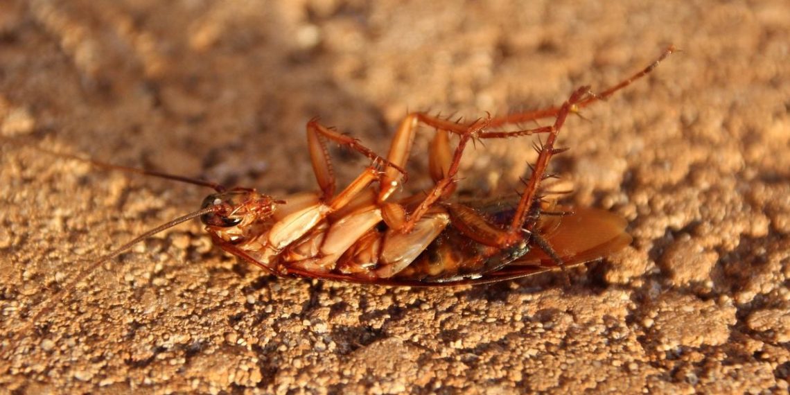 Elle improvise un lance-flamme pour tuer un cafard et démarre un incendie mortel dans son immeuble
