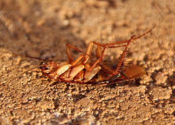 Elle improvise un lance-flamme pour tuer un cafard et démarre un incendie mortel dans son immeuble