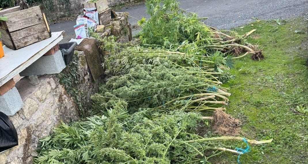 Dordogne : Les gendarmes repèrent ses plants de cannabis qui dépassent de son jardin