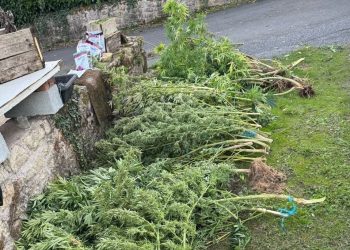 Dordogne : Les gendarmes repèrent ses plants de cannabis qui dépassent de son jardin