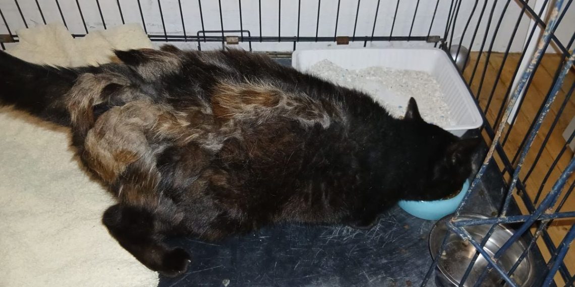 Grand-Est : Une famille retrouve Doudou, son chat mystérieusement disparu depuis cinq ans