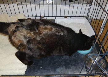 Grand-Est : Une famille retrouve Doudou, son chat mystérieusement disparu depuis cinq ans