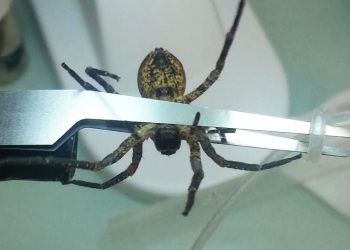 Marne : Une araignée Nosferatu retrouvée dans une voiture