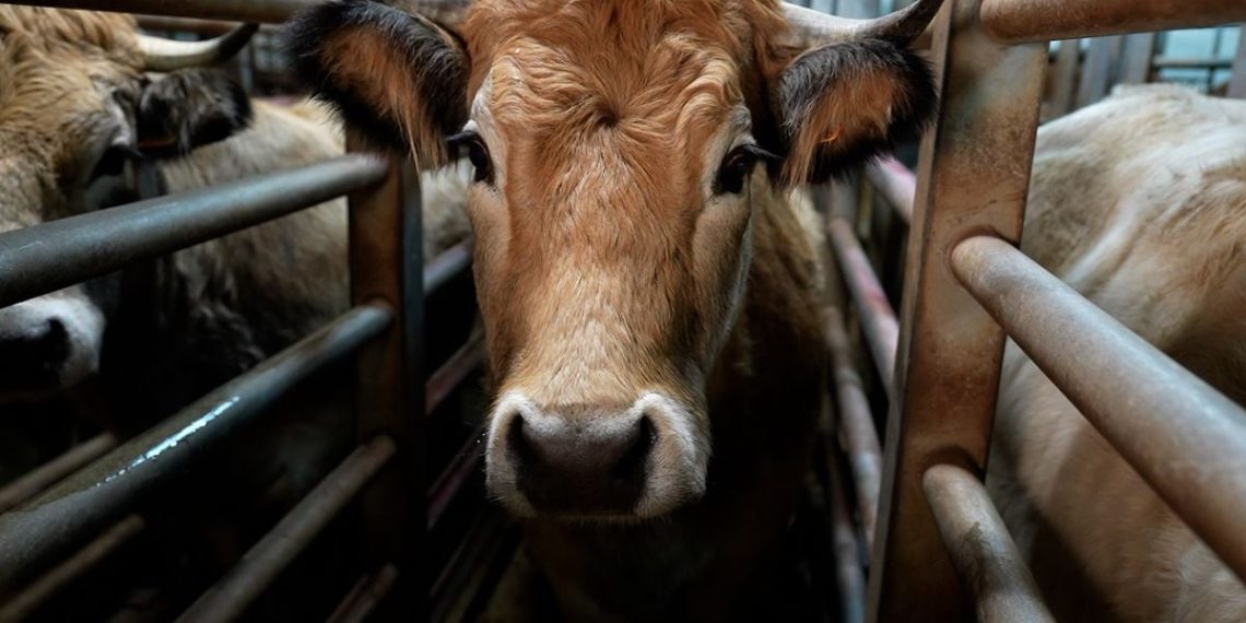 Ariège : Fermeture administrative pour un abattoir après un incident sur la chaîne bovine