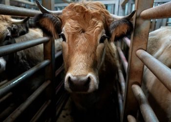 Ariège : Fermeture administrative pour un abattoir après un incident sur la chaîne bovine