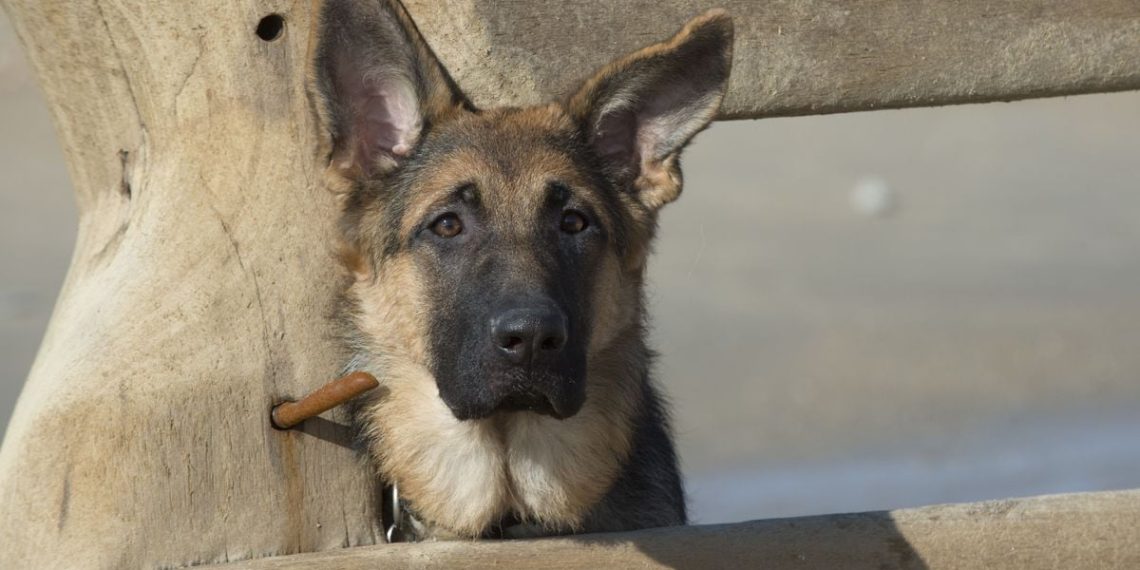 Lorraine : Une petite fille de 5 ans attaquée à deux reprises par le chien de sa voisine