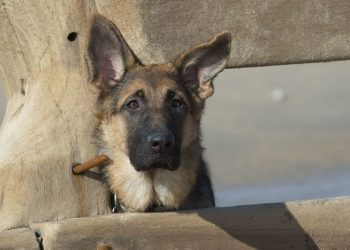 Lorraine : Une petite fille de 5 ans attaquée à deux reprises par le chien de sa voisine