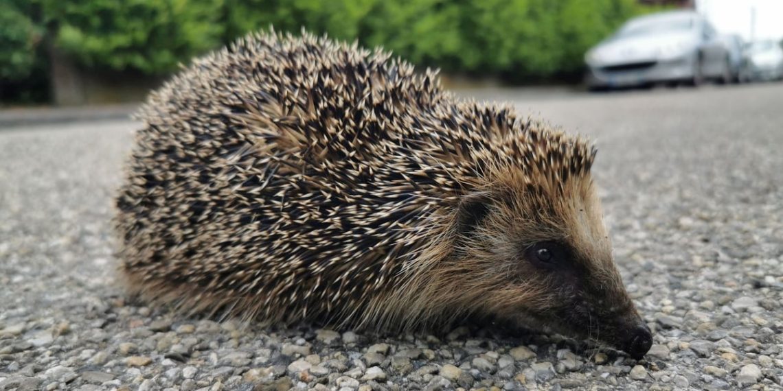 Niort : Des chasseurs de hérissons interpellés en pleine nuit par la police
