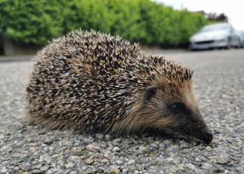 Niort : Des chasseurs de hérissons interpellés en pleine nuit par la police