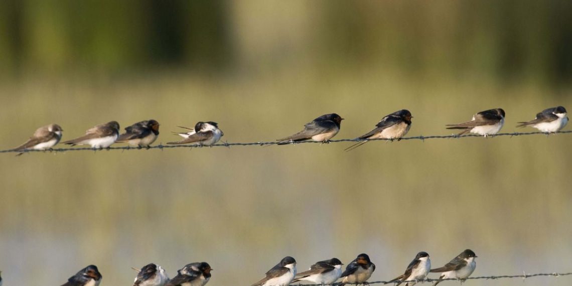 Vienne : Une surmortalité des hirondelles qui inquiète