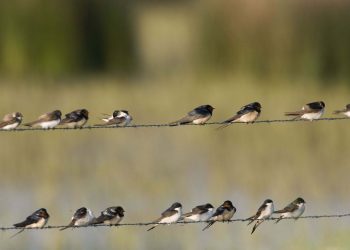 Vienne : Une surmortalité des hirondelles qui inquiète