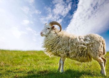 Gers : Chargé par un bélier, un homme meurt de ses blessures