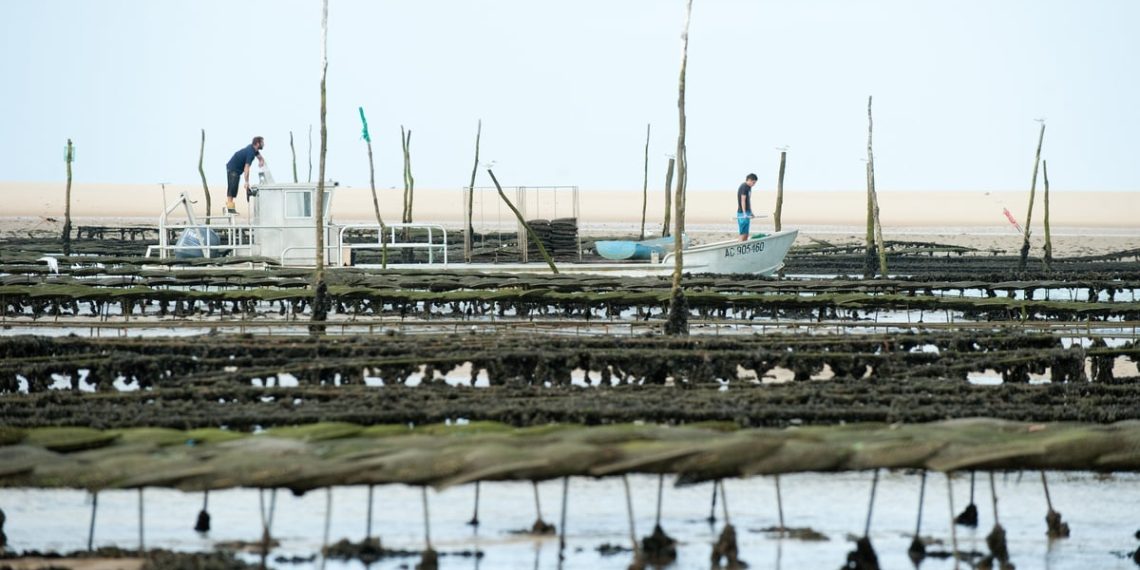 Aude : Les pontons d’un village ostréicole vont être démontés