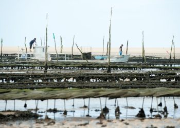 Aude : Les pontons d’un village ostréicole vont être démontés